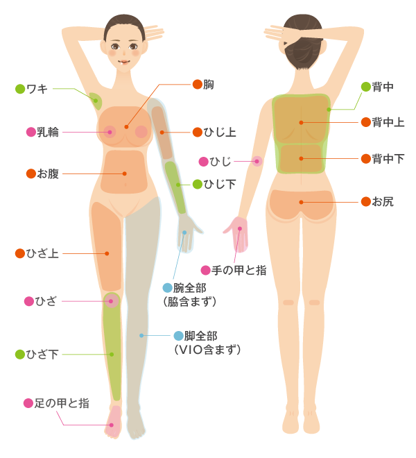 【女性】体パーツ