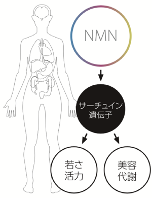 NMN点滴によるサーチュイン遺伝子活性化