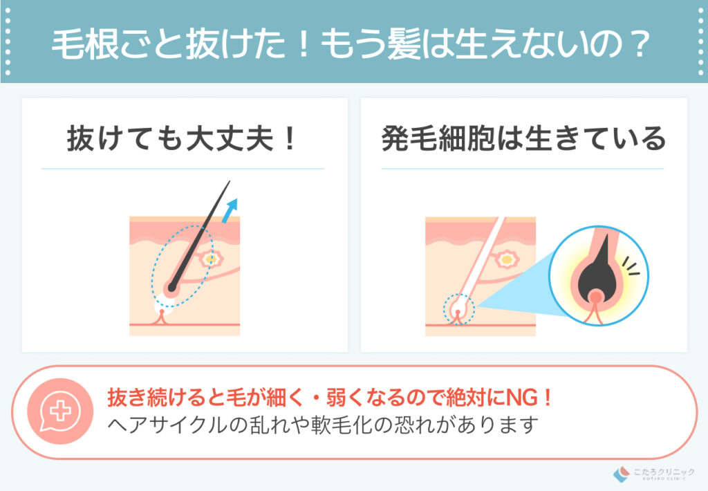 毛根鞘ごと抜けた=もう生えない? ( 再生について )