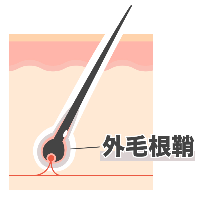 外毛根鞘
