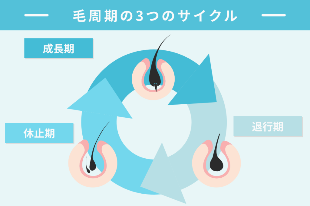 毛周期とは(成長期・退行期・休止期)