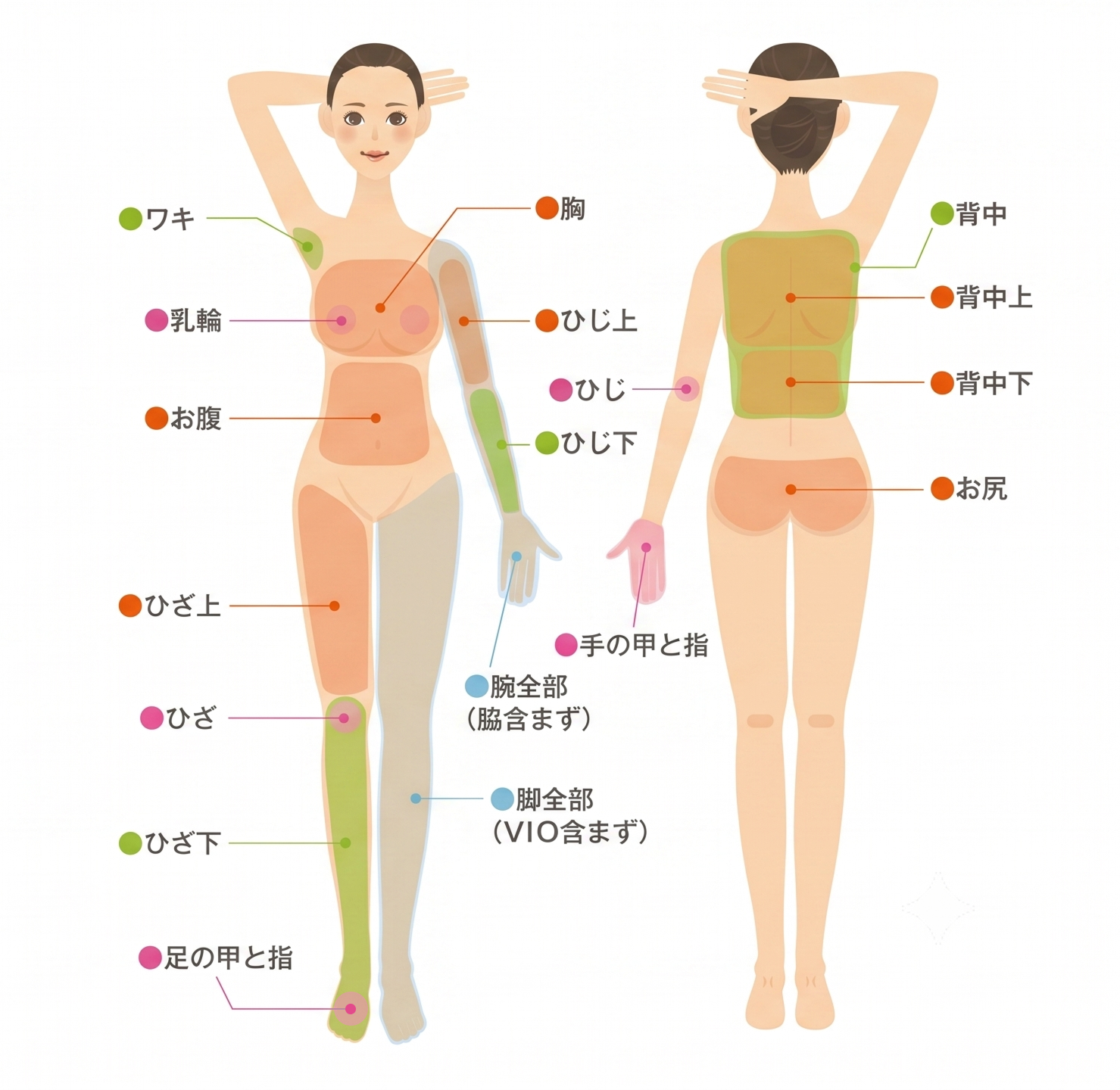【女性】体パーツ